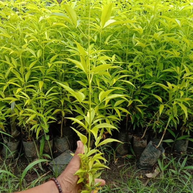 bibit kayu cendana floress
