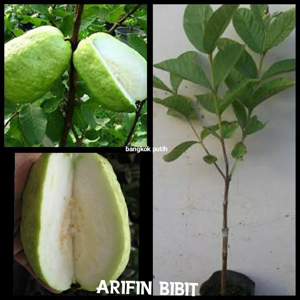 Freong Bibit Jambu Biji Bangkok Putih *_*