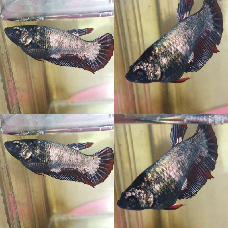 Harga nyungseppBetta Female Avatar gordon Copper gold