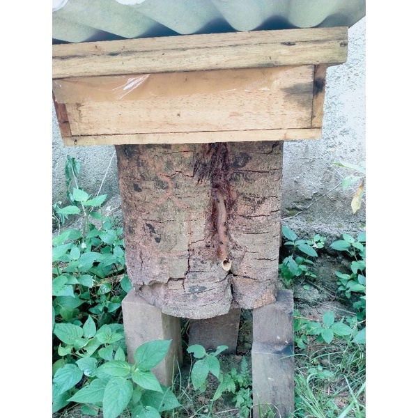 itama sudah terpasang toping