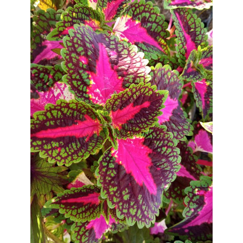 TANAMAN HIAS MIANA PINK LADY