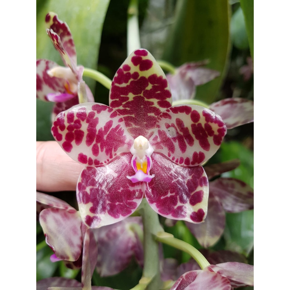 Anggrek Phalaenopsis Gigantea Dewasa