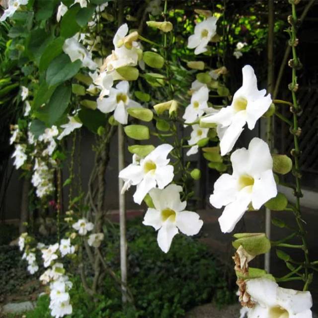 Bibit Tanaman Thunbergia