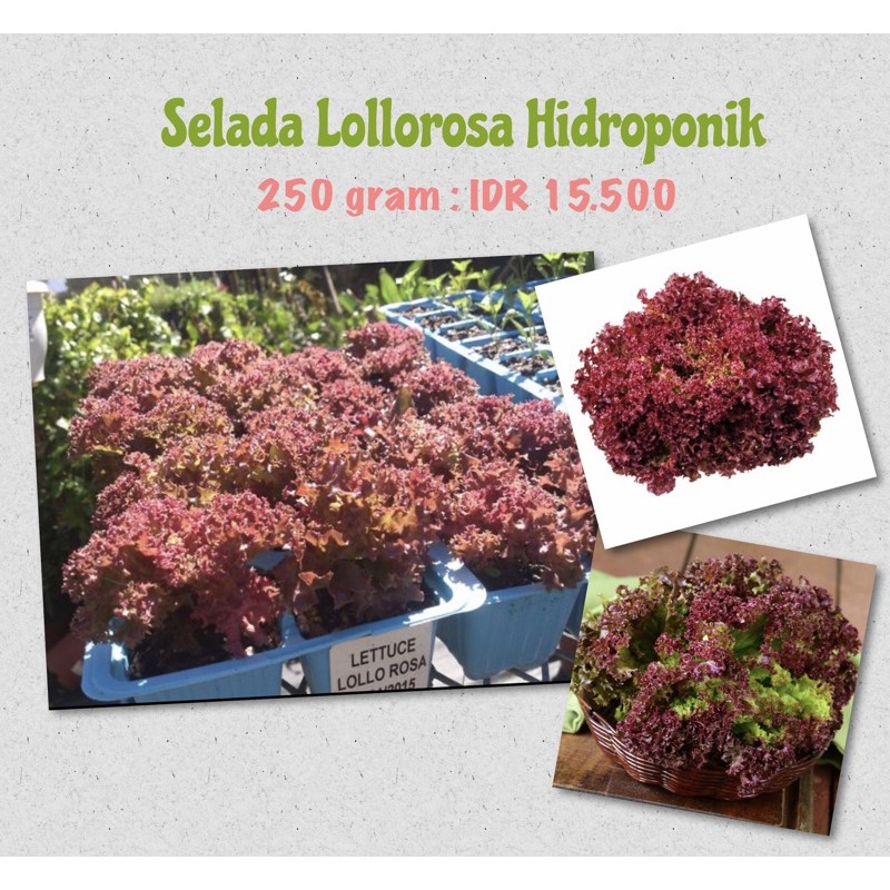 

Selada Lollorosa Hidroponik