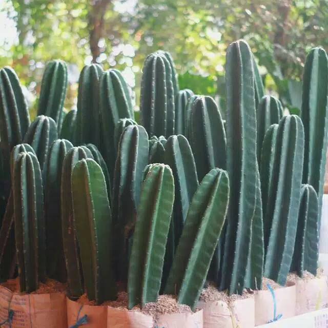 Pohon kaktus koboi-kaktus belimbing issi 3