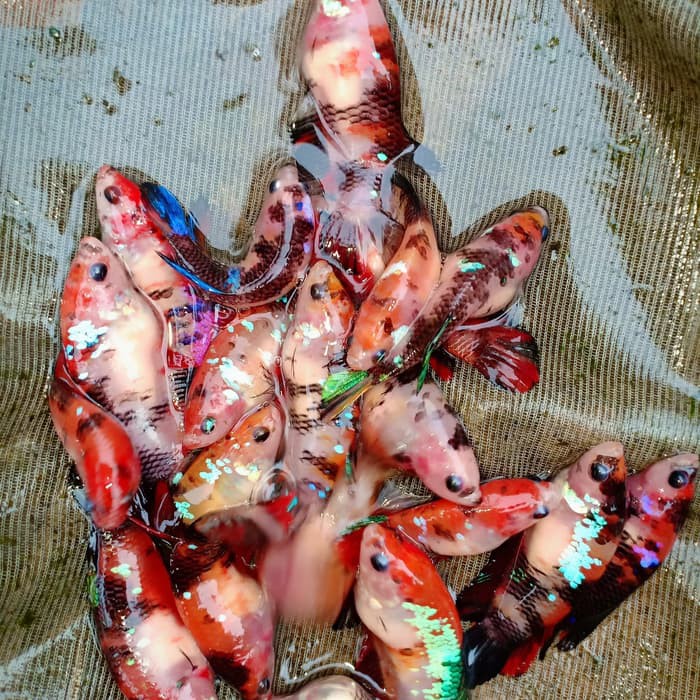 ikan cupang betta plakat betina line koi galaxy size M siap breed