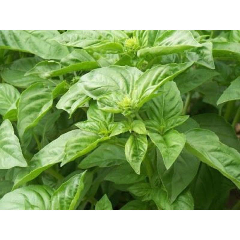 benih bibit kemangi 500 biji lebih