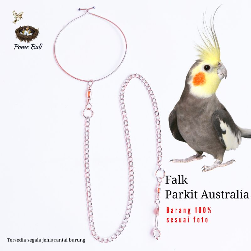 Rantai Burung Parkit Australia / Falk australia