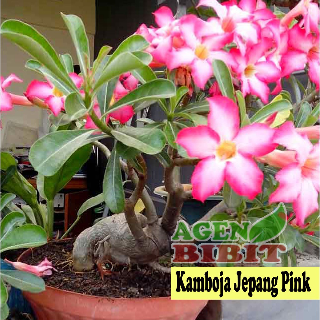  Bibit  Bunga Adenium Kamboja Jepang Pink Tanaman  Hias 