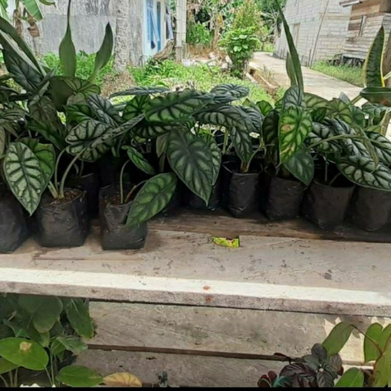 keladi tengkorak dragon scale