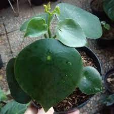 Tanaman hias Peperomia polybotria / paperomia raindrop - Bibit tanaman hias hidup