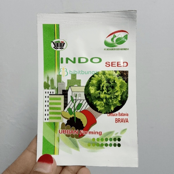 Benih Bibit Selada Keriting BRAVA Batavia Lettuce Indoseed Hidroponik