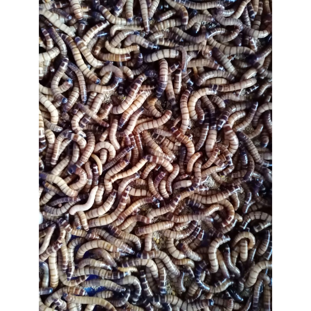 ULAT JERMAN HIDUP 50GR KHUSUS BANDUNG SAJA