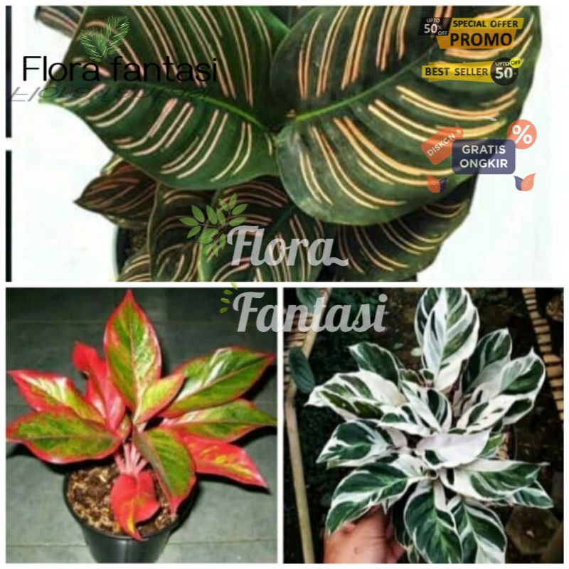 tanaman hias 3 macam CALATHEA ornata / whitefusion / AGLONEMA lifstik MERAH siam aurora (Tanaman hia