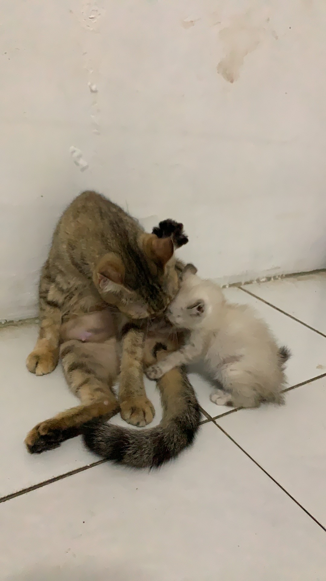 My Way Clean Polished Glass Cleaner With Lemon / Pembersih Noda Kaca