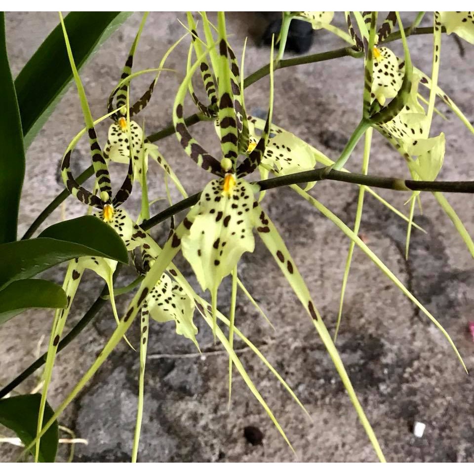 Oncidium Brassia Rex Double Spike