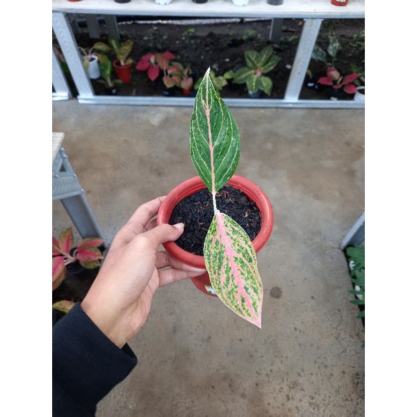 aglonema pretty women / prety woman sesuai foto