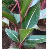 Tanaman hias Pisang Bugis Merah