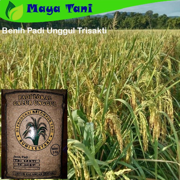 Benih Padi Unggul Trisakti 17hst