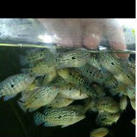 Burayak Louhan Kamfa F2