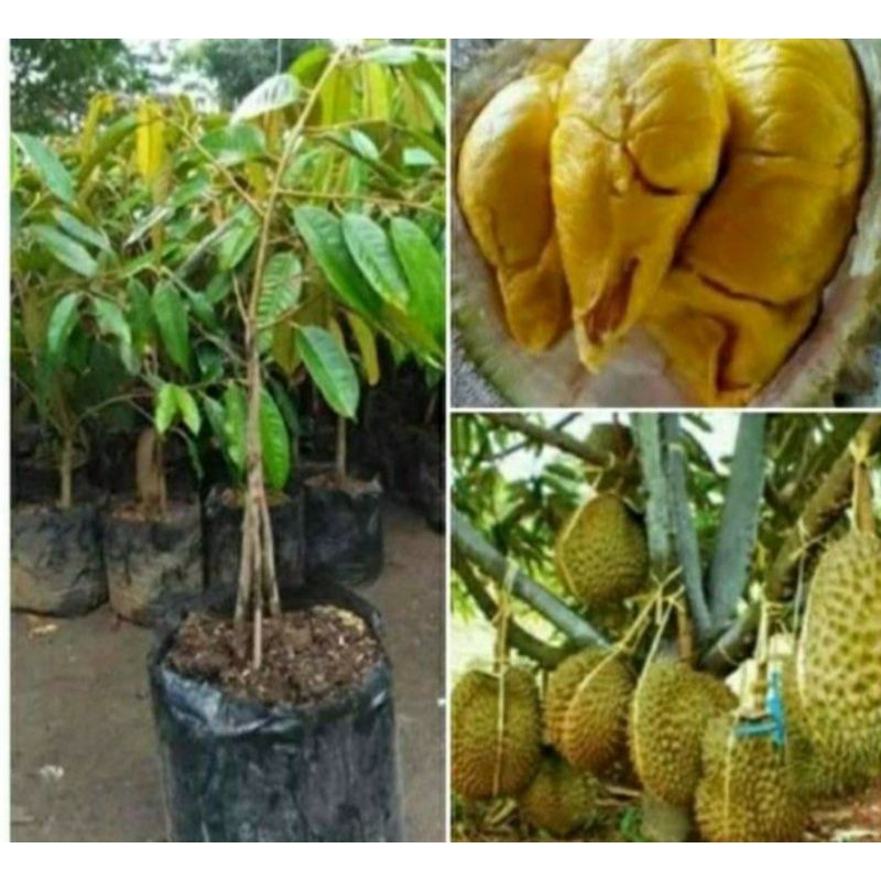 bibit durian musangking kaki 3 tinggi 1 meter