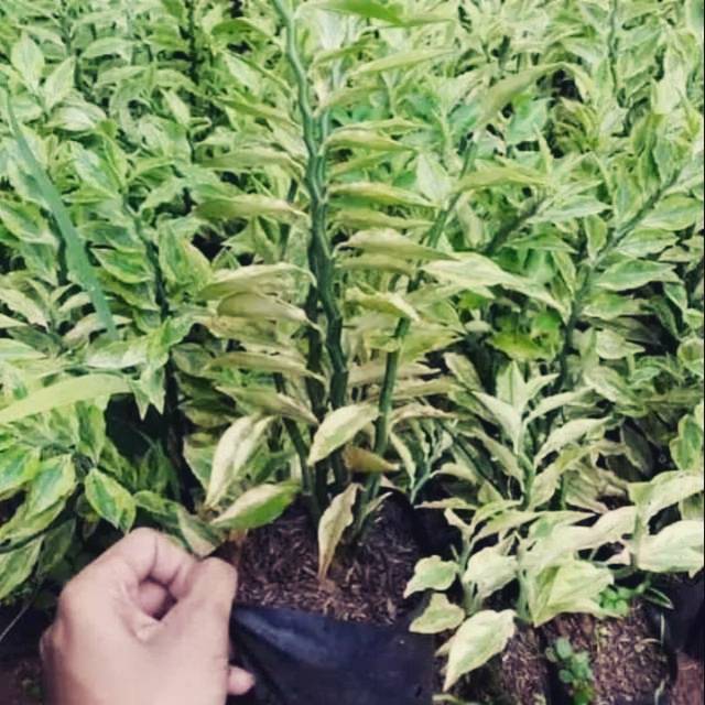tanaman hias zigzag plant patah tulang