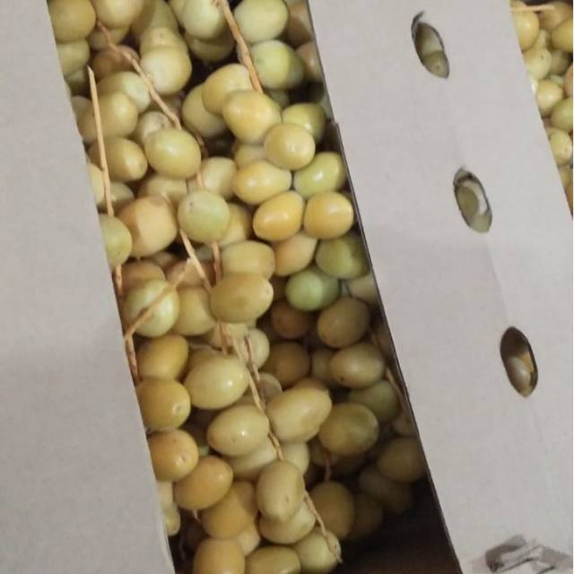 

Grosir. Kurma muda