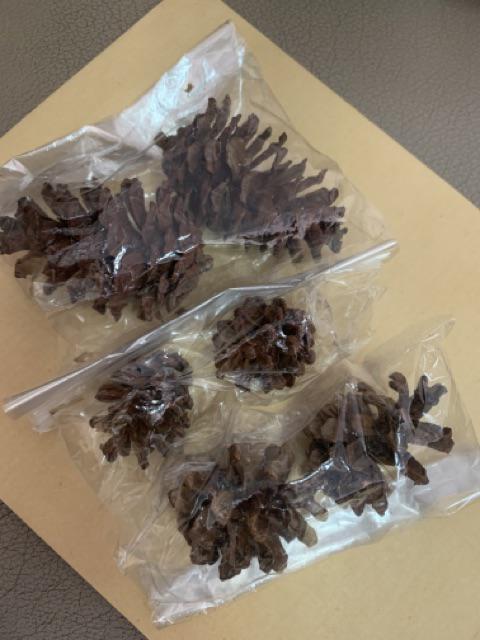 Bunga Pinus Salju Bunga Pinus Kering Putih Salju Hiasan Pohon Natal Dekorasi Natal