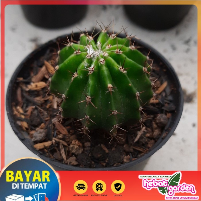 

BELI DI SINI kaktus ecinopsis - Hebat Store