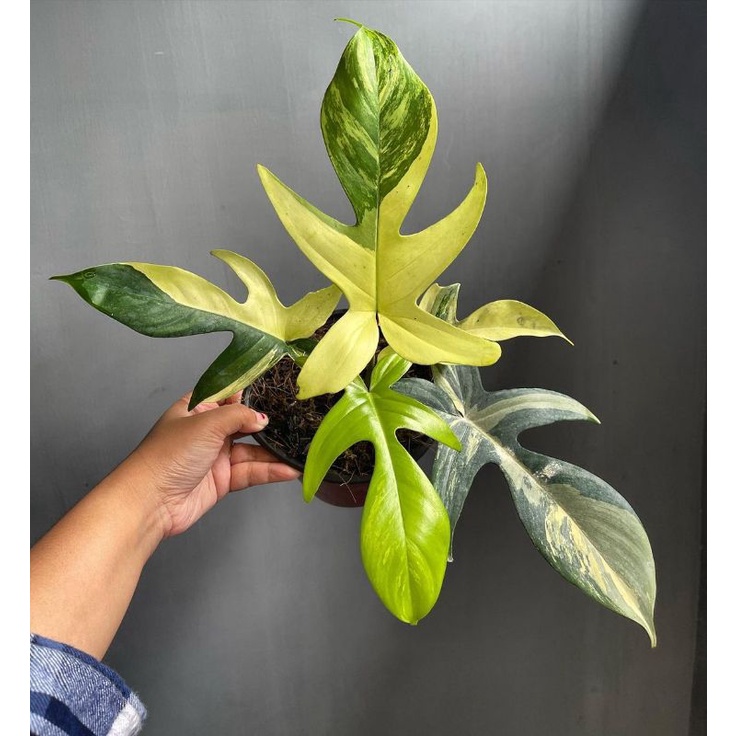 Tanaman hias Philodendron Florida beauty variegata / flobe varigata / florida ghost variegata