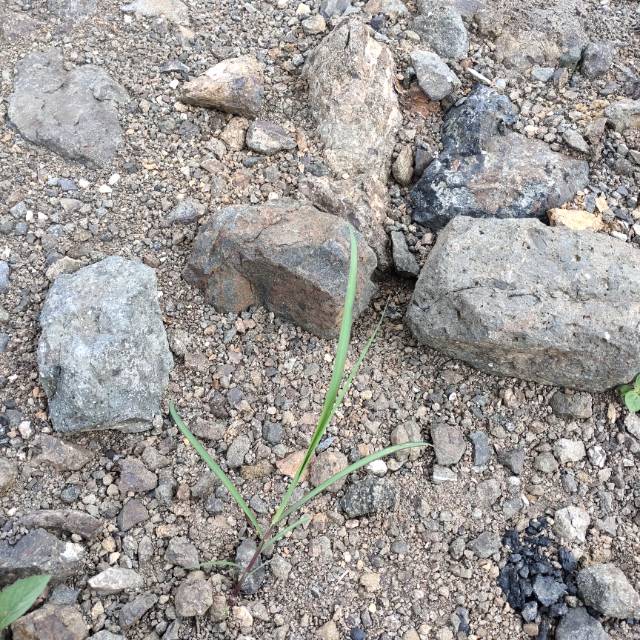 sitiihamydahfitriani