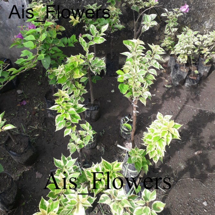 bibit bougenville 3 warna