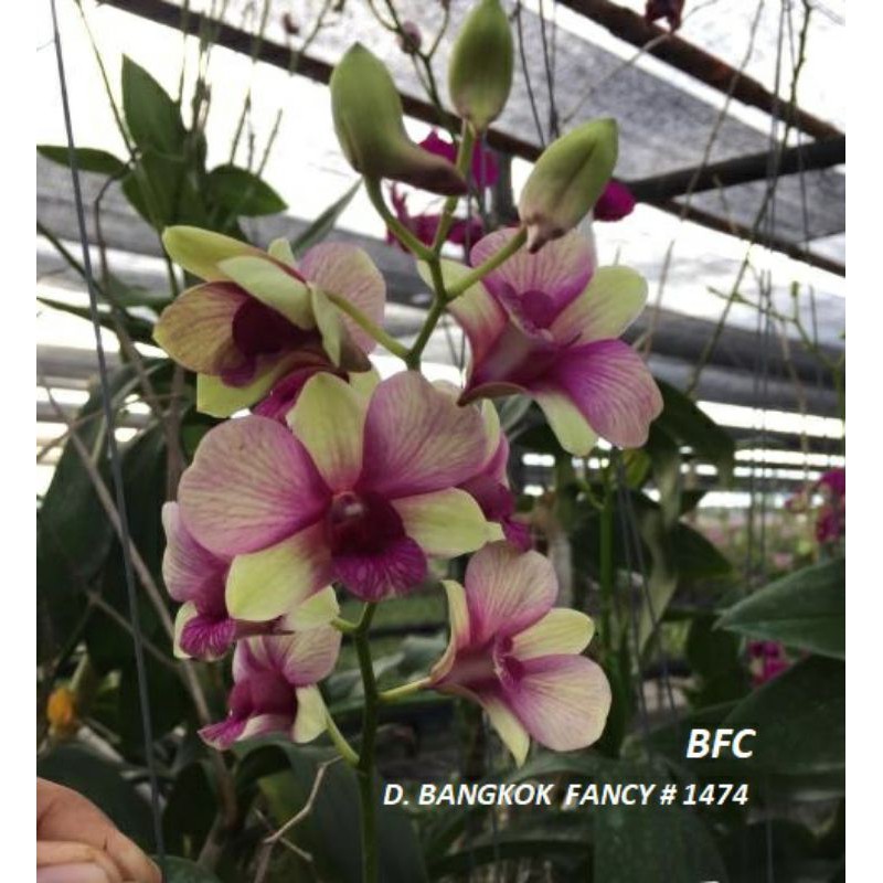 anggrek dendrobium dewasa id bangkok fancy - tanaman anggrek dendro id bangkok fancy dewasa