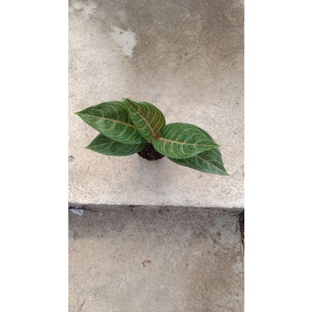 AGLONEMA BLACK TIARA