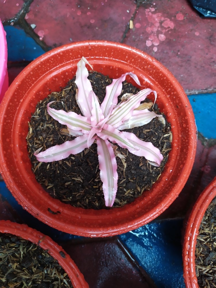 Tanaman Hias Criptantus Pink