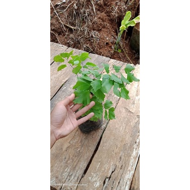 tanaman suplir gajah/suplir daun besar/tanaman hias suplir