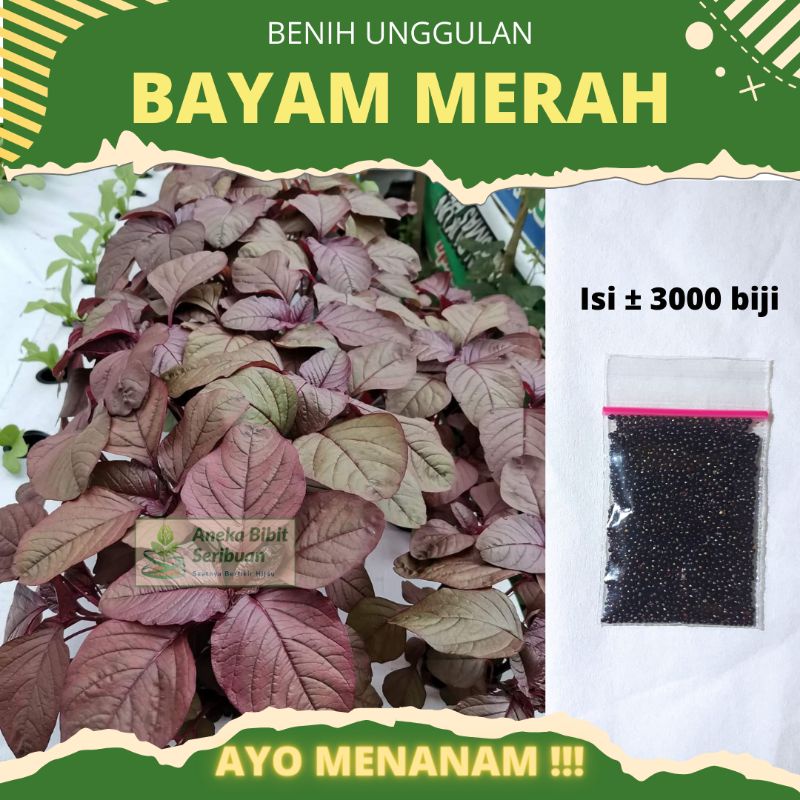 3000 Biji - Benih Bayam Merah RED panen dalam 20-30 hari bayam merah kaya antioksidan