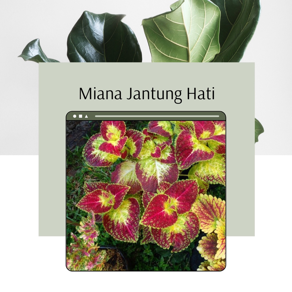 Tanaman Miana ID Jantung Hati Miana Premium Miana Jantung Hati