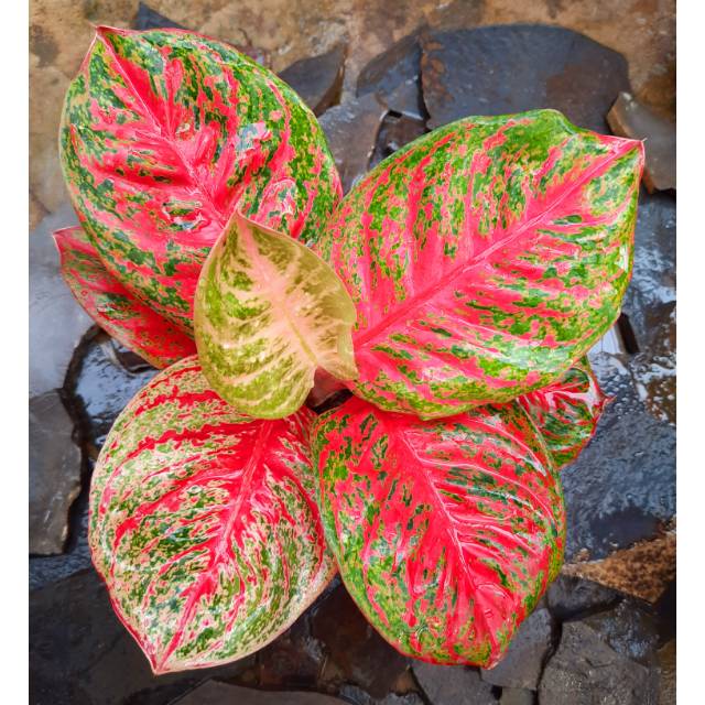 Tanaman Aglonema Aglaonema Hias WULANDARI Shopee Indonesia Tanaman Aglonema Aglaonema Hias WULANDARI Shopee Indonesia