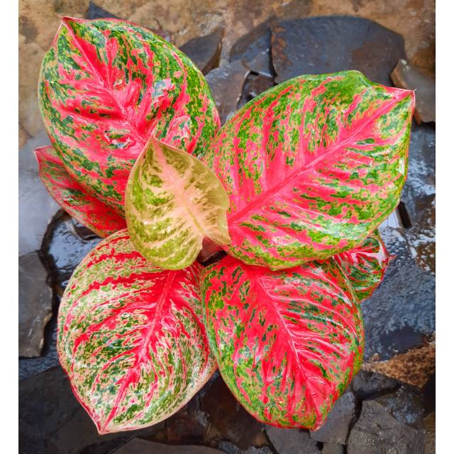  Tanaman Aglonema Aglaonema Hias WULANDARI Shopee Indonesia