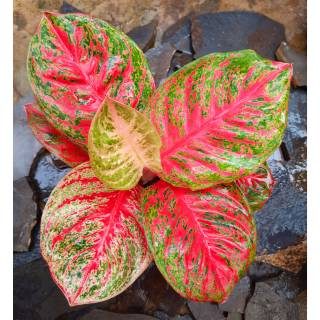 Tanaman Aglonema Aglaonema Hias WULANDARI Shopee Indonesia Tanaman Aglonema Aglaonema Hias WULANDARI Shopee Indonesia