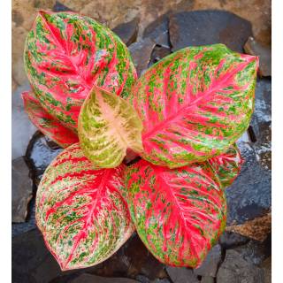 Tanaman Aglonema  Aglaonema Hias WULANDARI Shopee Indonesia