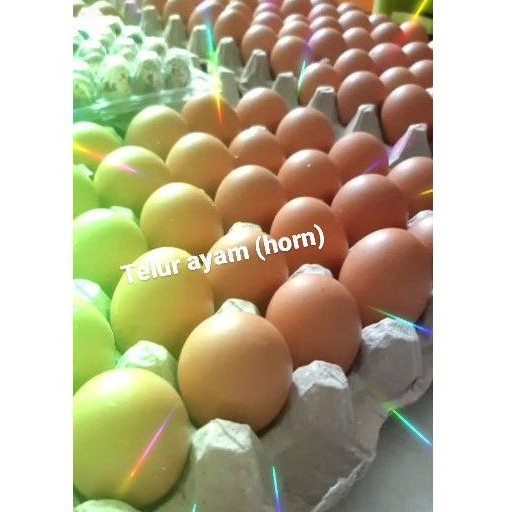 

Telurr ayam horn fresh murah