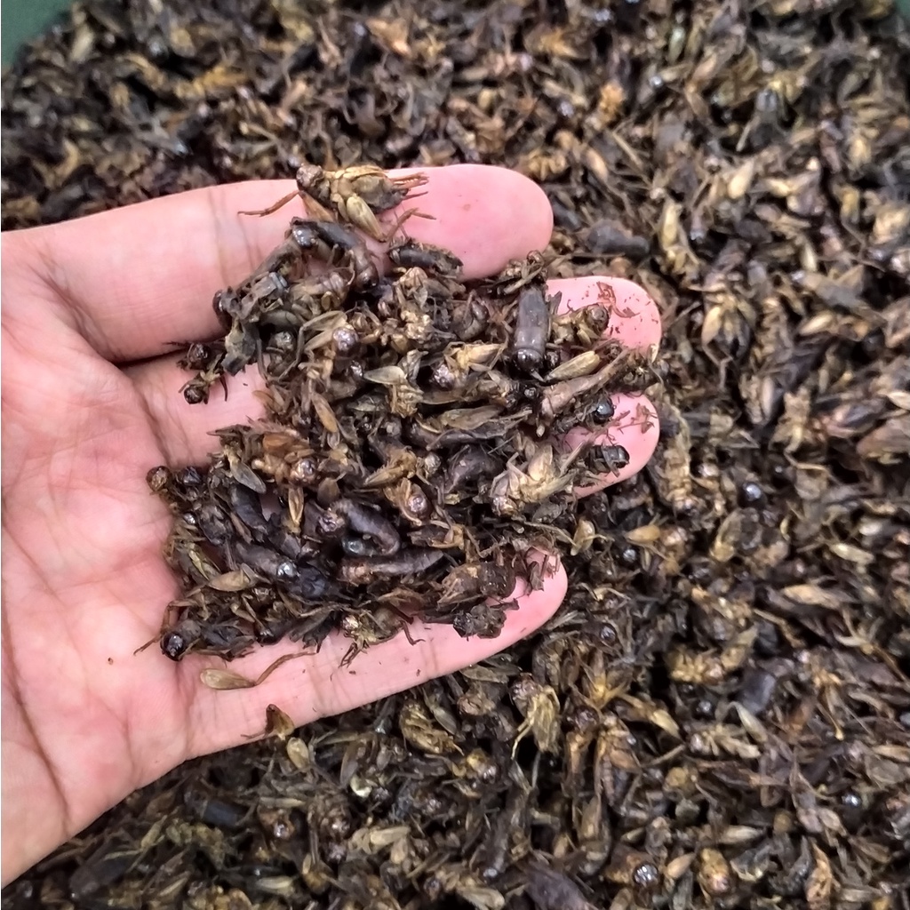 Jangkrik Kering 1 Kg Bulk Size untuk dijual kembali atau Kebutuhan Budidaya Maklon Makloon Ikanesia