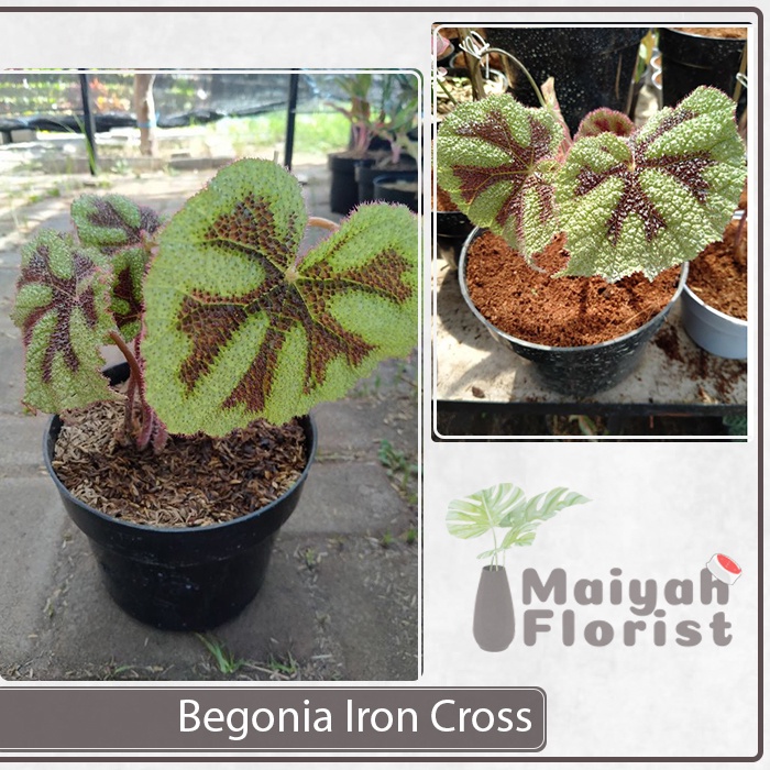 Begonia Masoniana - Iron Cross - Begonia Karpet - Tanaman Hias