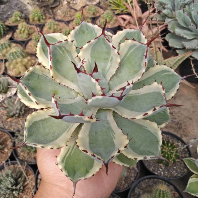 agave potatorum kisokan