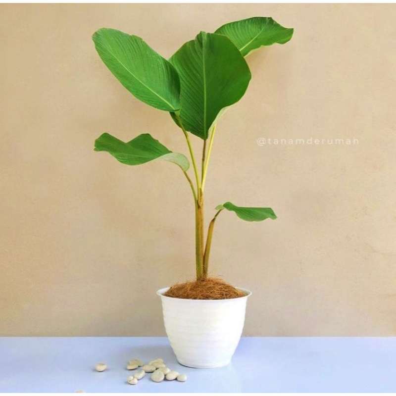 tanaman hias calathea pisang/tanaman hias hidup calatea pisang pisang kalatea