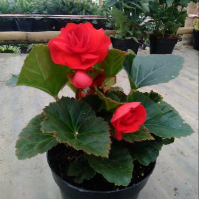 Begonia mawar