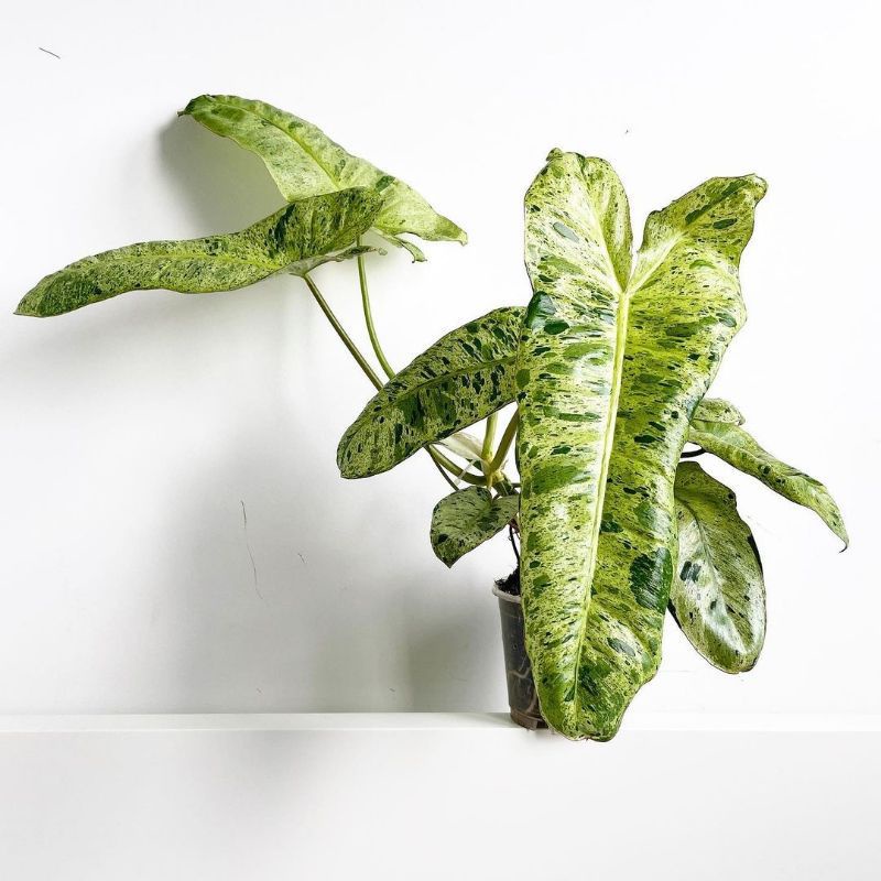 MURAH!! Tanaman Hias Philodendron Paraiso Verde - philo paraiso verde - philo verde
