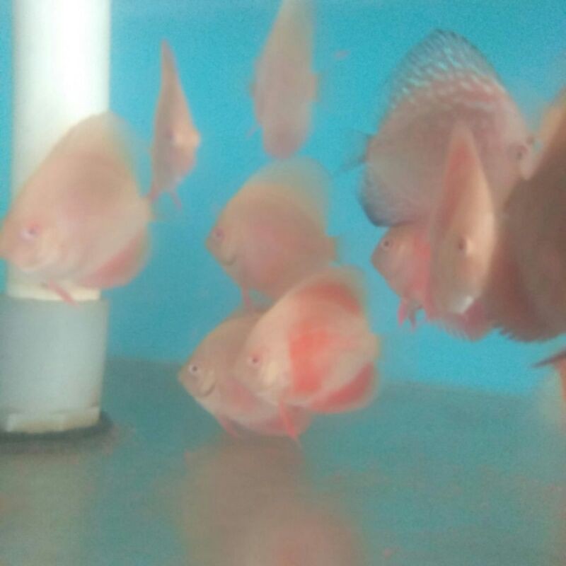 ikan hias diskus discus Albino Red Cover Air Tawar Hobi Ternak Peliharaan 2 inch